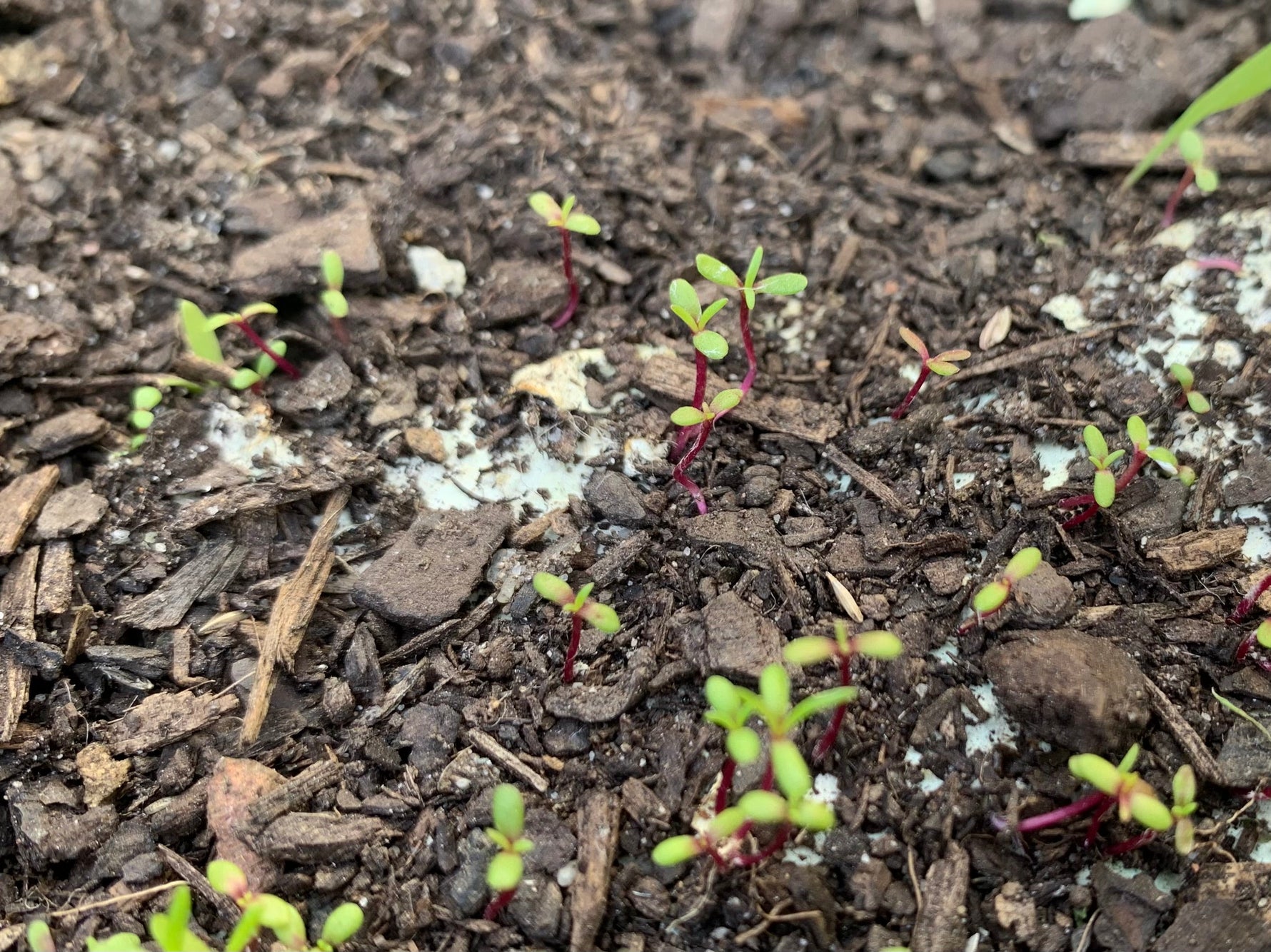 How to grow seed paper