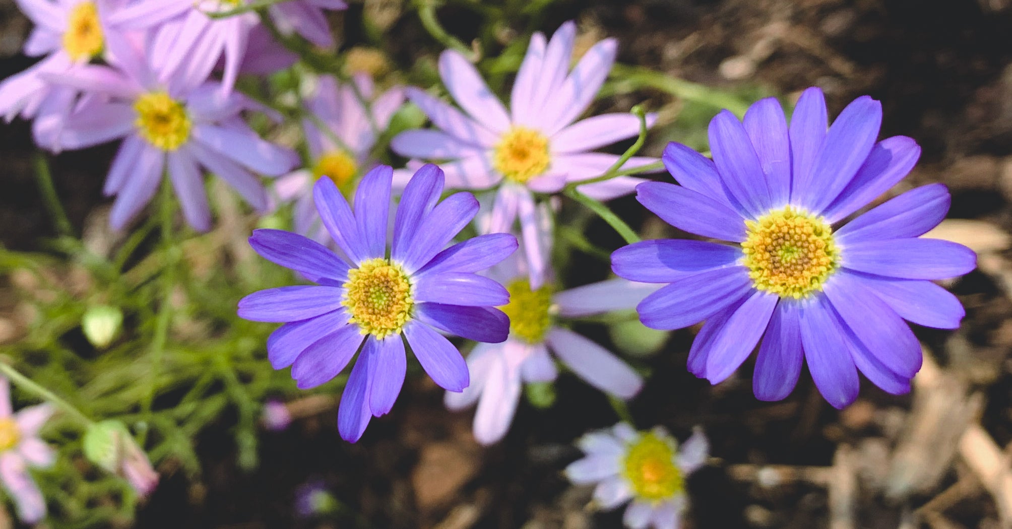 Swan River Daisy