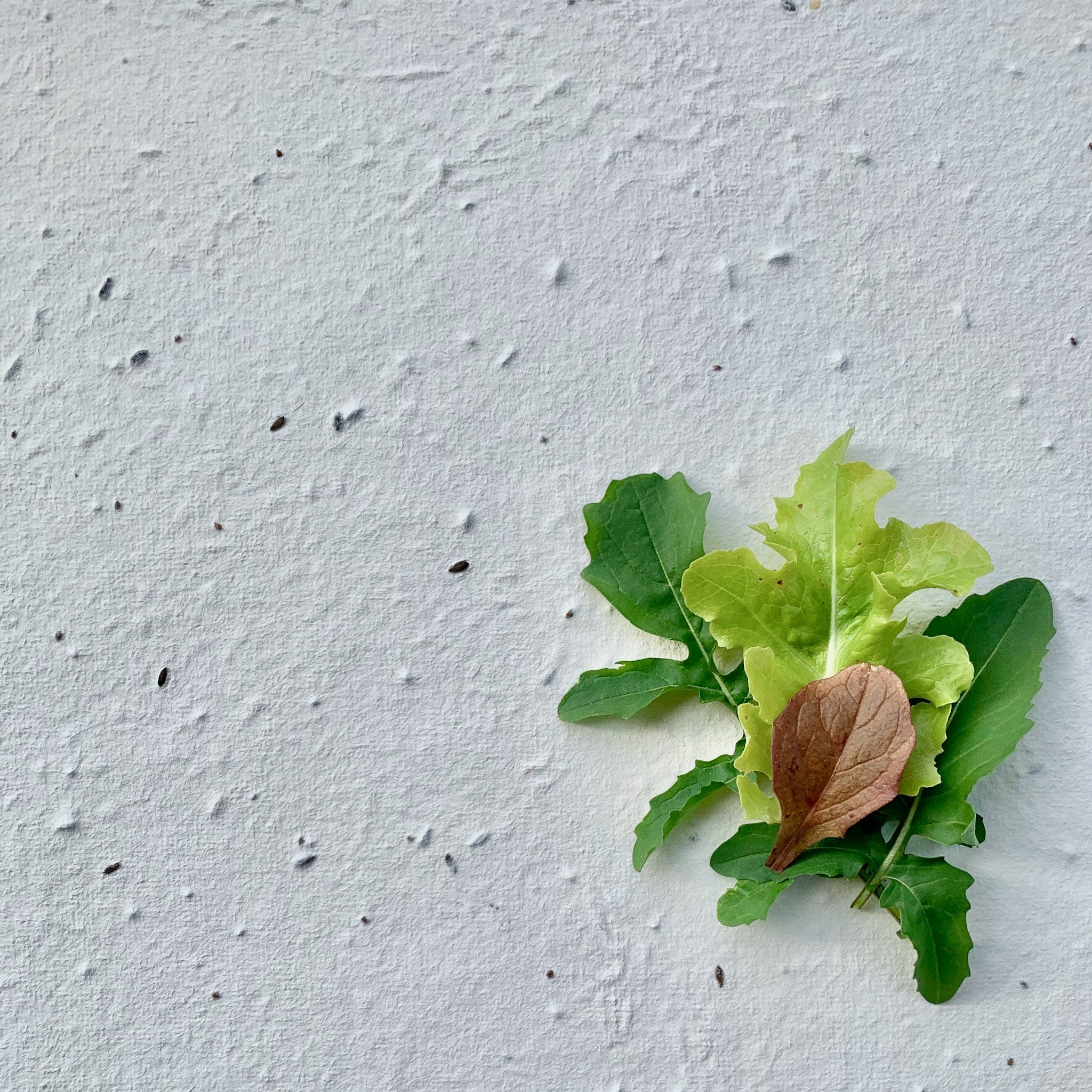 What Seed Paper is Best for Winter Planting?