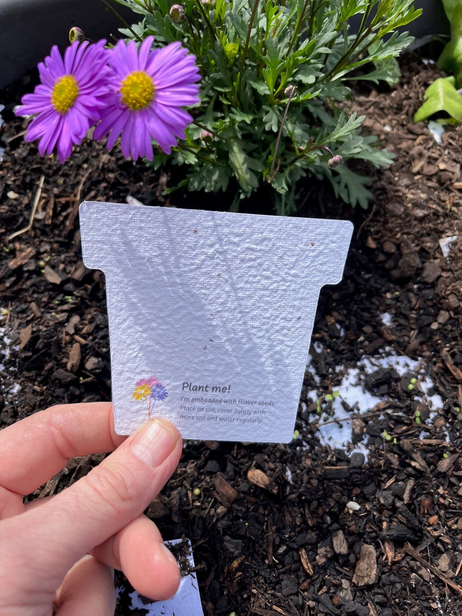 Seed Paper Pot Plant Post cards