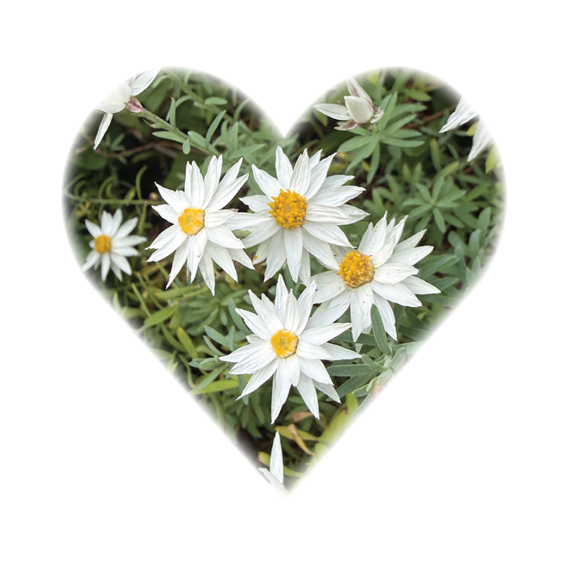 Plantable Memorials