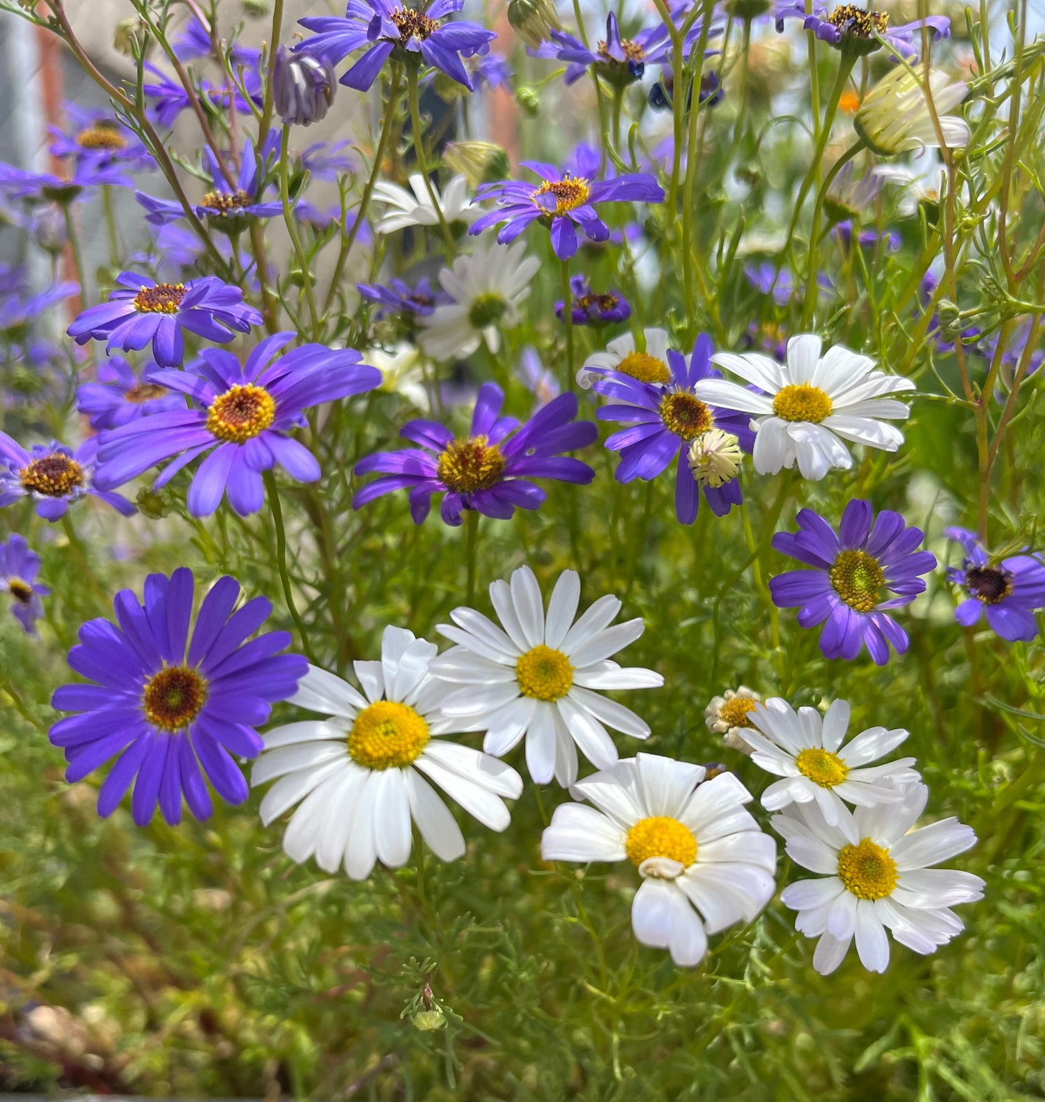 Invitation: Sapphire Floral